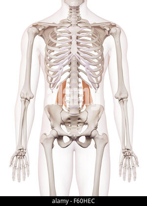 medically accurate muscle illustration of the quadratus lumborum Stock Photo