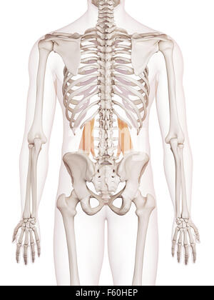 medically accurate muscle illustration of the quadratus lumborum Stock Photo