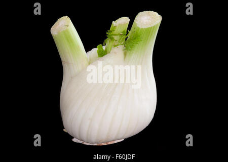 a genuine fennel on a black background Stock Photo