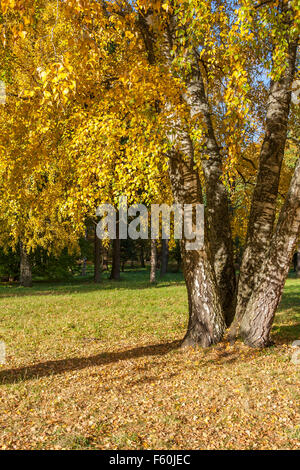 Autumn Birch Tree Stock Photo