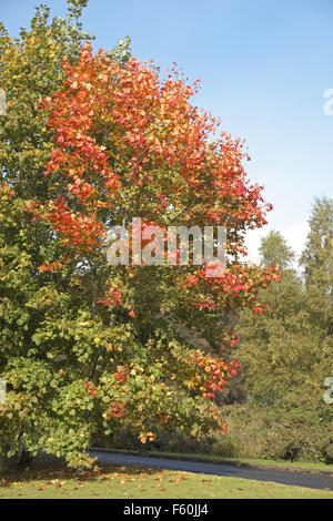 Autumn colours; red leafed acer rubrum, Northumberland, England, UK. Stock Photo