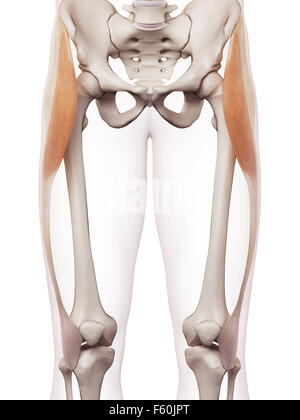 medically accurate muscle illustration of the tensor fascia lata Stock Photo