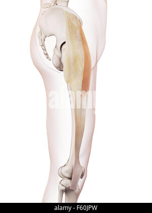 medically accurate muscle illustration of the tensor fascia lata Stock Photo