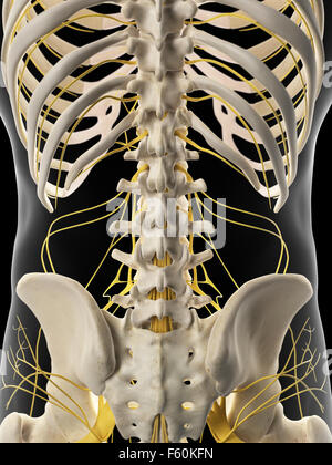 medically accurate illustration of the abdominal nerves Stock Photo