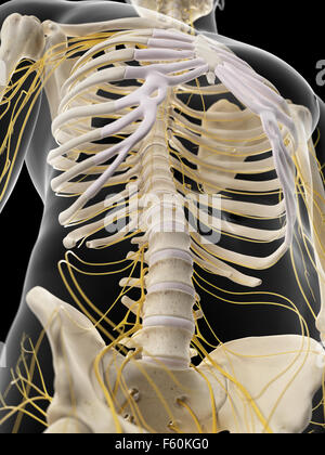 medically accurate illustration of the abdominal nerves Stock Photo