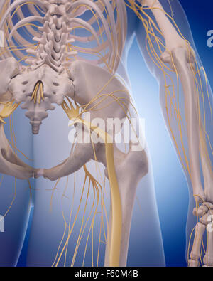 Human sciatic nerve, illustration Stock Photo - Alamy