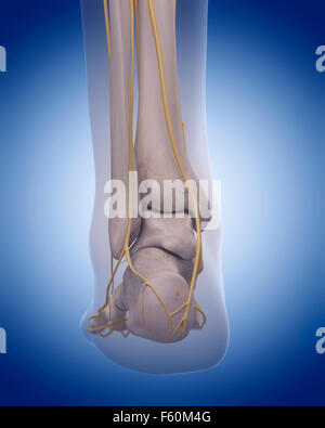 The nerves of the foot Stock Photo: 13198340 - Alamy