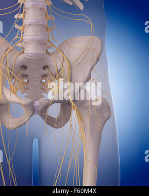 Human nervous system of the hip, illustration Stock Photo: 118698234 ...