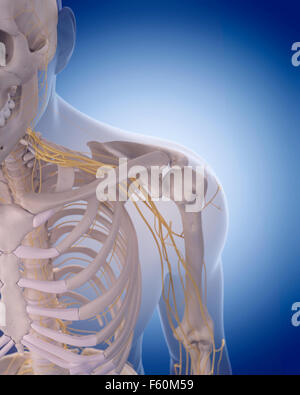 The nerves of the shoulder Stock Photo: 13224038 - Alamy