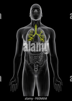 medically accurate illustration of the bronchi Stock Photo