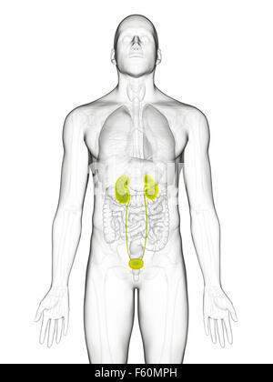 medically accurate illustration of the urinary system Stock Photo