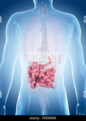 Small Intestine Text medically accurate illustration of the small intestine Stock Photo - Alamy