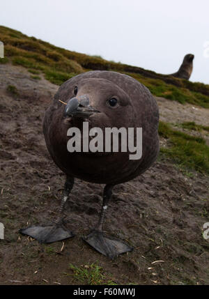 Brown Skua, Antarctica Stock Photo