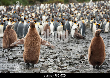 King Penguin, Antarctica Stock Photo