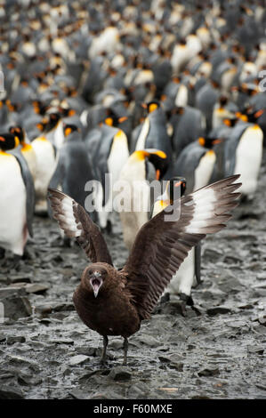 Brown Skua Stock Photo