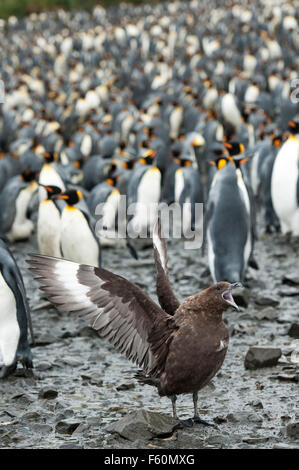 Brown Skua and King Penguin Stock Photo