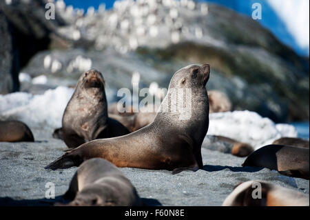 Antarctic Fur Seal on Elephant Island Stock Photo