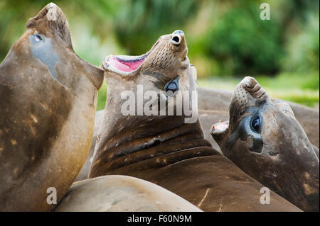 Southern elephant seal Stock Photo