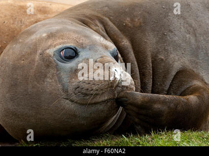 Southern elephant seal Stock Photo