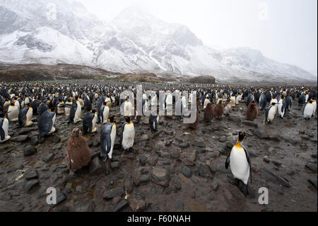 King Penguin Stock Photo