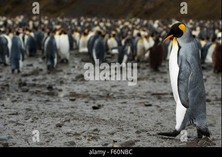 King Penguin Stock Photo