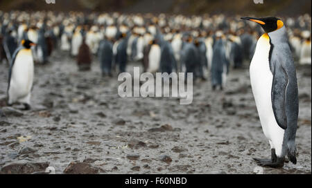 King Penguin Stock Photo