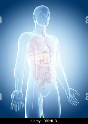 medically accurate illustration of the pancreas Stock Photo