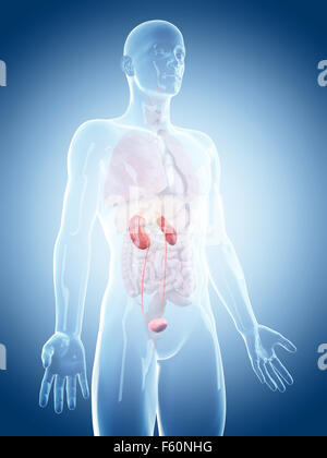 Kidneys - Male anatomy of human organs - x-ray view Stock Photo - Alamy