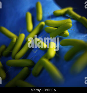 medical bacteria illustration of the Pseudomonas aeruginosa Stock Photo