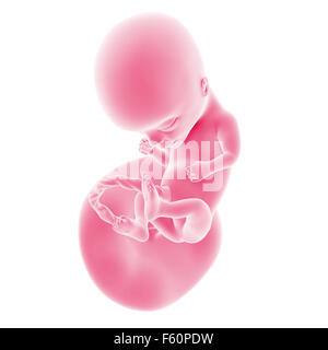 illustration of the fetal development - week 14 Stock Photo