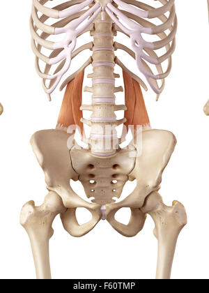 medical accurate illustration of the quadratus lumborum Stock Photo