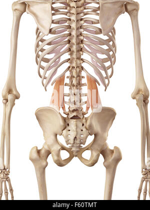 medical accurate illustration of the quadratus lumborum Stock Photo