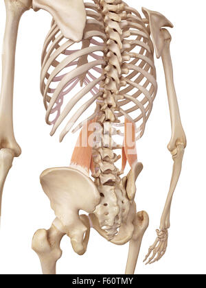 medical accurate illustration of the quadratus lumborum Stock Photo