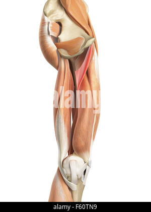 medically accurate illustration of the adductor brevis Stock Photo