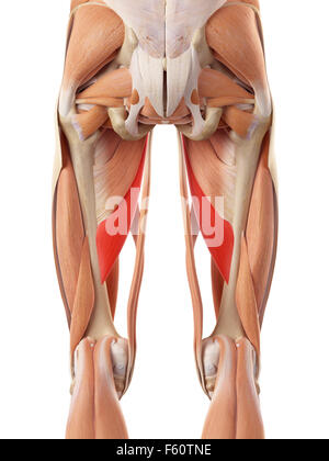 medically accurate illustration of the adductor longus Stock Photo