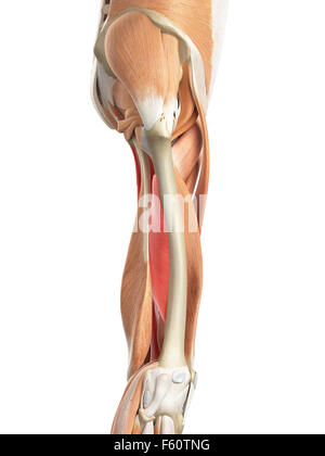 medically accurate illustration of the adductor magnus Stock Photo