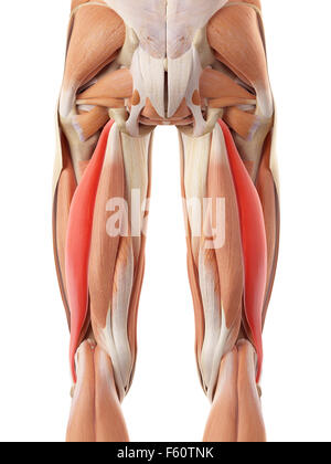 medically accurate illustration of the biceps femoris longus Stock Photo