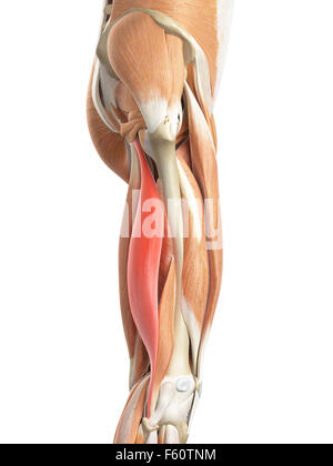 medically accurate illustration of the biceps femoris longus Stock Photo