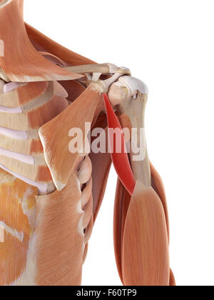 medically accurate illustration of the coracobrachialis Stock Photo