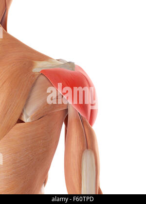 medically accurate illustration of the deltoid muscle Stock Photo