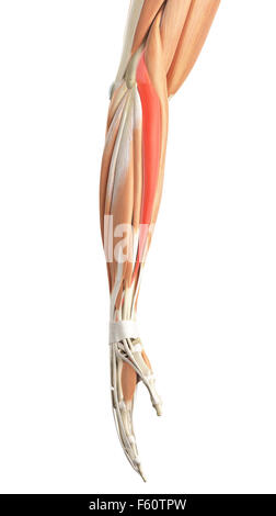 medically accurate illustration of the extensor carpi radialis longus Stock Photo