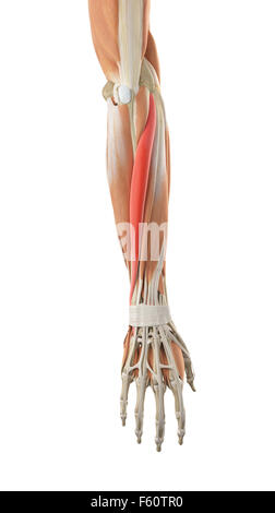 medically accurate illustration of the extensor carpi ulnaris Stock Photo