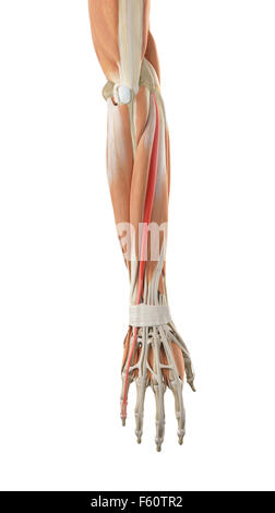 medically accurate illustration of the extensor digiti minimi Stock Photo