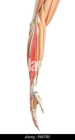 medically accurate muscle illustration of the extensor hallucis longus ...