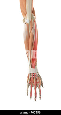 medically accurate muscle illustration of the extensor digitorum longus ...