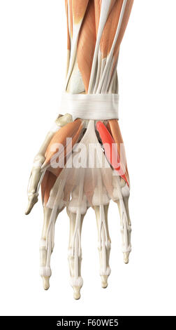 Human flexor digiti minimi brevis muscle computer artwork Stock Photo ...