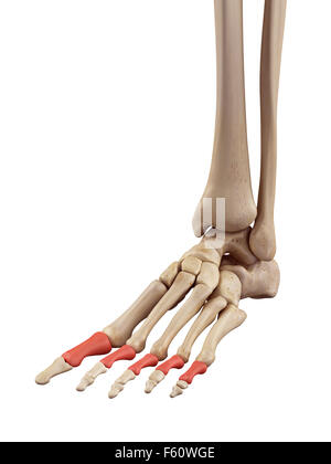 medical accurate illustration of the proximal phalanx bones Stock Photo