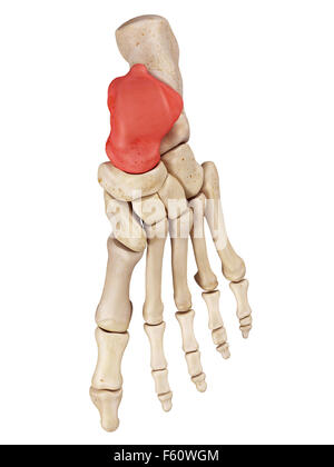 medical accurate illustration of the talus bone Stock Photo