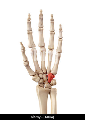 medical accurate illustration of the hamate bone Stock Photo