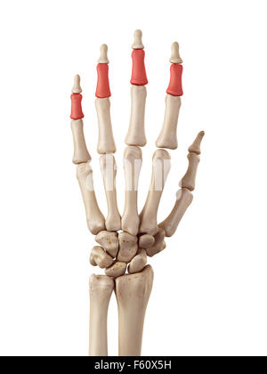 medical accurate illustration of the middle phalanx bones Stock Photo